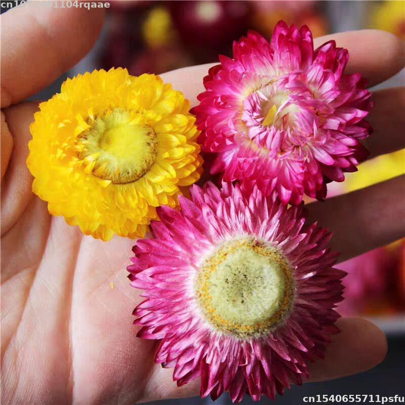 زهور مجففة طبيعية 100% من نوع  - مراجعة Candle Making Material Wholesale وسعره